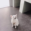 안양비산동물병원 | 안양비산동물병원 첫 방문 후기