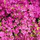 진달래민박 이미지