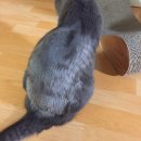 티알엠 | 고양이 약용샴푸 / 티알엠 챠미놀