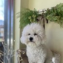 강아지는 미용빨 이미지