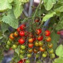 토마토유치원 이미지