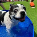 놀러오개(도화점) 이미지