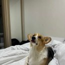 딩가댕가 이미지