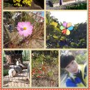 천안중앙초등학교 이미지