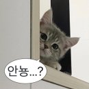 아프로 | [원주] 단계동 술집 안주 맛집이라 술 술술 들어가는 아프로 단계점 방문 후기