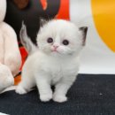 미유펫 강아지분양고양이분양 김포점 네이버블로그