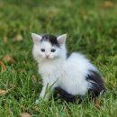 묘생역전 이미지