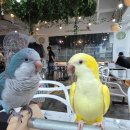 302 미노 | 하남 나들이ㅣ신생아 아기조와 동물 교감하는 테마카페 리프패럿 하남감일점, 아이와 가 볼 만한 곳