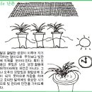 한국춘란의 오(5)월달 관리와 공생(共生-symbiosis association)과 단상(737) 이미지