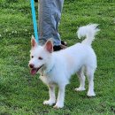 헬로바디 피트니스 | 바디펫에서 즐기는 강아지 수중운동, 슬개골 탈구 관리하기기