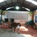 호랑이농장 이미지