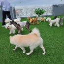 모글리몽 이미지