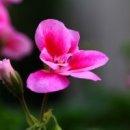 산유화 이미지