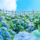 만발목장 | 가평 양떼목장에서 수국과 알파카를! 2025 수국축제 후기