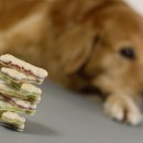 털찐강아지 이미지