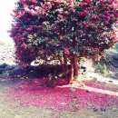 위미중앙로 이미지