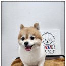 까망댕댕 이미지