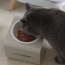 펫슈퍼24 - 화성시 병점2로 13 | [갤럭시 펫] NEW 슈퍼맛캔 고양이 캔 후기