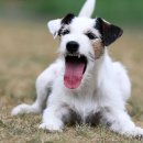 나아라 동물병원 이미지