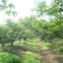 섬지뜰농장 이미지