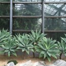 아가베 서울(Agave) 이미지
