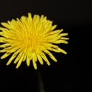 꽃민들레 이미지