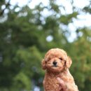 곱슬강아지 이미지