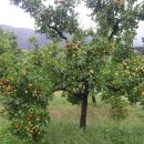 대추농장 이미지