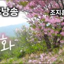[성우 낭송] 낙화 _ 조지훈 시(詩) | 이미지