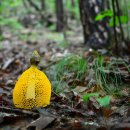 망태수퍼 이미지