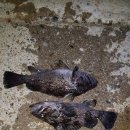 초도항 | 9월 초도항 대진항 거진항 찌낚시 후기