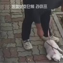 반려견