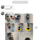 댓츠댕댕스쿨 이미지