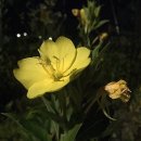 달맞이농장 이미지