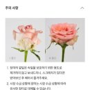 KT VVIP 초이스 꾸까 꽃다발 후기