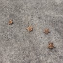 완도 맹선리 상록수림 이미지