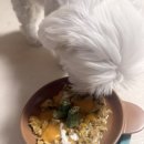 누리댕댕 이미지