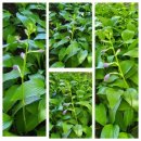 # 반려 식물 _ 옥잠화 fragrant plantain 꽃말 및 개화 시기 번식 키우는 방법 후기 일지 기록