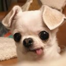 설레