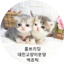 홈브리딩 이미지