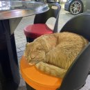 마님닭발 평택역점 이미지