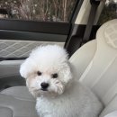 행복한애견미용실 | [내돈내산]창원 진해 강추 애견미용실 '개인살롱' 첫미용 후기!!