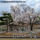 길명 | 서울 삼청동 청와대앞길 벚꽃길명소 봄나들이 산책 현재상황 실시간
