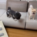 스테이애견샵