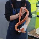 다솜사 | 구미실내동물원 다솜생태관 아이랑 보고 듣고 만지는 생물체험 생생후기