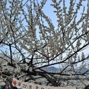 2023 광양 매화축제 후기 전라남도 대표축제 홍매화 구경