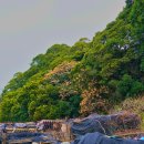 완도 맹선리 상록수림 이미지