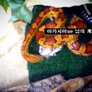 (부산&서울(강남)) 콘스네이크 성체 분양(먹이 영상&사진 있습니다.) 이미지