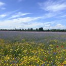 컨페티(confetti) | 컴페티 플라워필드 다녀온 후기Confetti flower fields