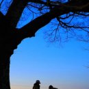 사랑나무 이미지